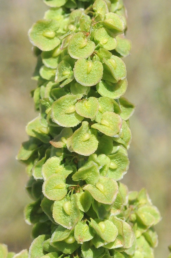 Изображение особи Rumex crispus.