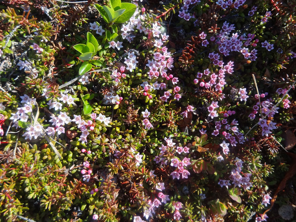 Изображение особи Loiseleuria procumbens.