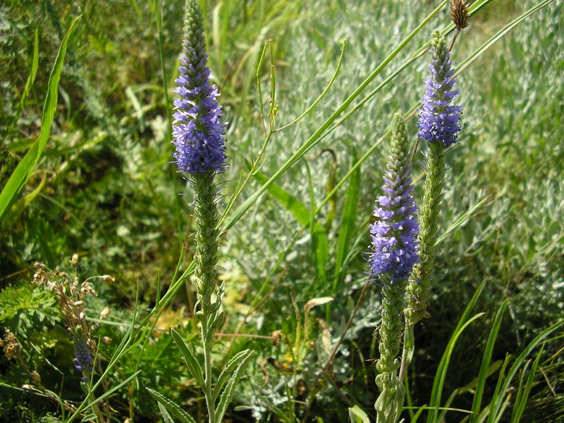 Image of Veronica barrelieri specimen.