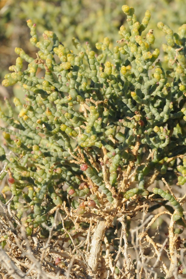 Image of Kalidium caspicum specimen.