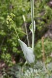 Ferula ugamica. Часть побега с развивающимся пазушным соцветием. Южный Казахстан, хр. Каржантау, ущ. Бургулюк. 05.06.2013.