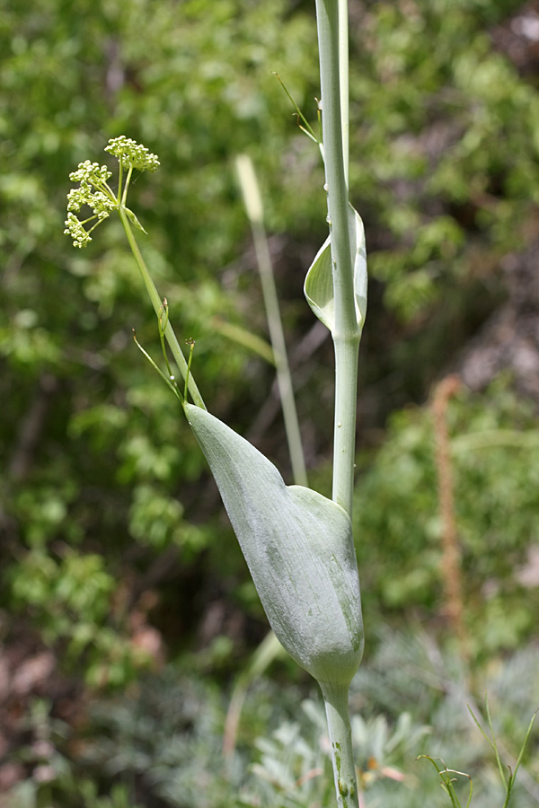 Изображение особи Ferula ugamica.