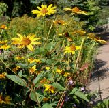 Heliopsis helianthoides subspecies scabra. Верхняя часть цветущего растения. Германия, г. Дюссельдорф, Ботанический сад университета. 04.09.2013.