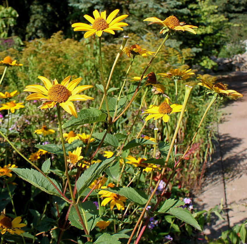 Изображение особи Heliopsis helianthoides ssp. scabra.