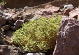 Cleome droserifolia. Растение в каменистой пустыне. Израиль, Эйлатские горы. 05.09.2013.