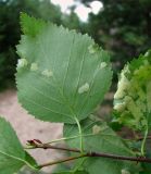 Betula pubescens. Верхушка ветви с поражёнными листьями (вид снизу). Архангельская обл., Приморский р-н, окр. дер. Солза. 08.07.2013.