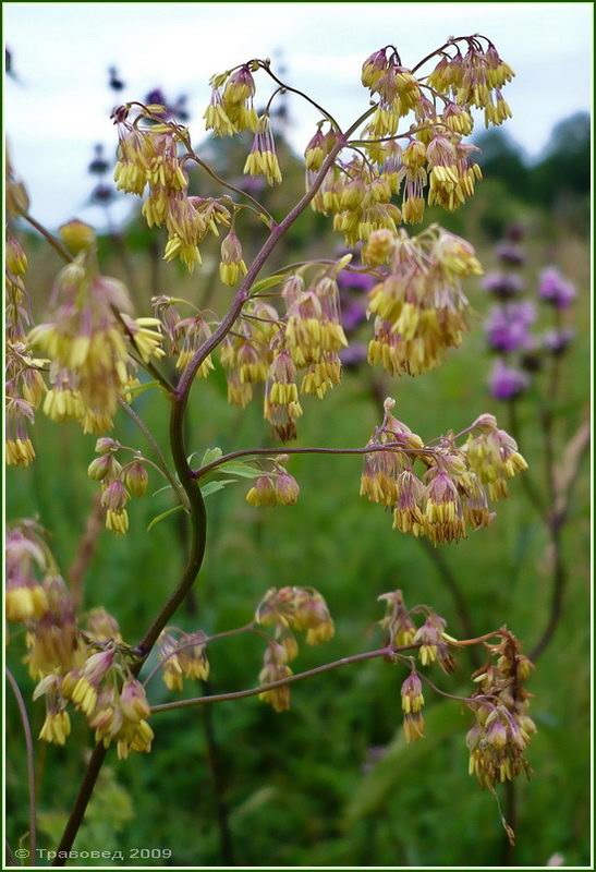 Изображение особи Thalictrum simplex.