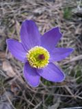 Pulsatilla patens