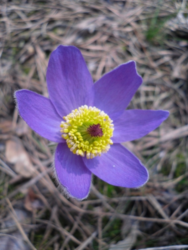 Изображение особи Pulsatilla patens.