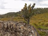 Coprosma nitida. Плодоносящий кустарник. Австралия, о. Тасмания, национальный парк \"Крэдл Маунтин\". 27.02.2009.