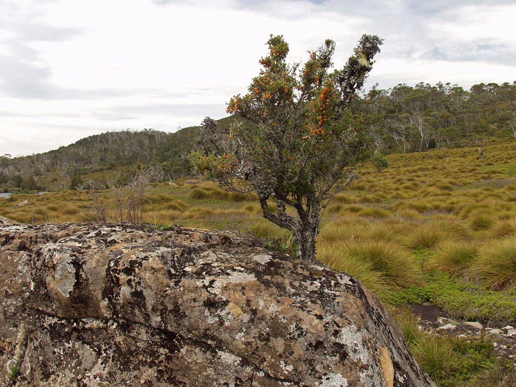 Image of Coprosma nitida specimen.