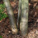 Nothofagus × alpina. Комлевые части стволов многоствольного растения. Германия, г. Дюссельдорф, Ботанический сад университета. 02.03.2014.