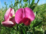 Lathyrus tuberosus
