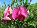 Lathyrus tuberosus. Цветки. Коми, Сыктывдинский р-н, окр. ж/д ст. Язель, зарастающая техногенная площадка. 30.06.2013.