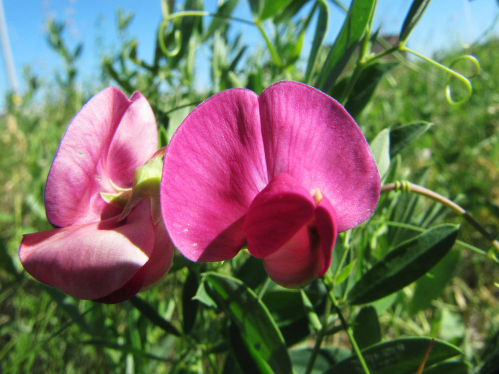 Image of Lathyrus tuberosus specimen.