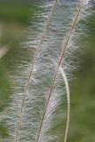 Stipa pulcherrima. Части остей колосков. Республика Татарстан, Бугульминский р-н. 28.06.2009.