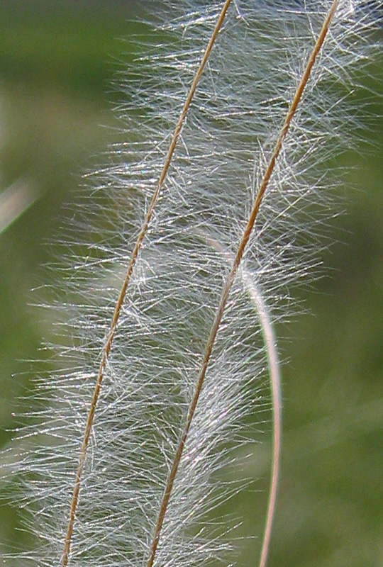 Изображение особи Stipa pulcherrima.