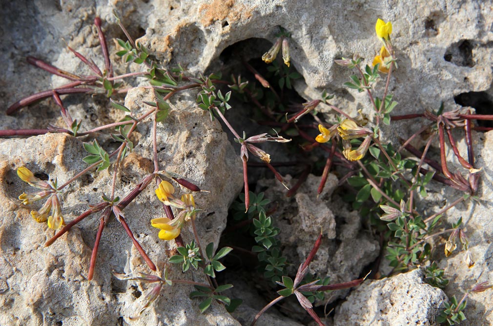 Image of Lotus creticus specimen.