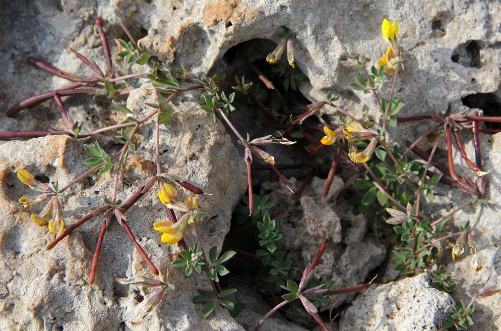 Image of Lotus creticus specimen.