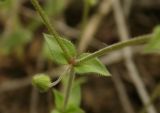 Arenaria uralensis