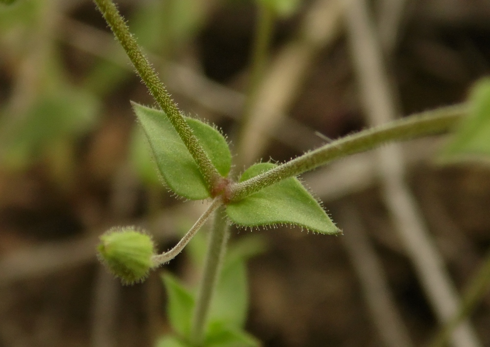 Image of Arenaria uralensis specimen.