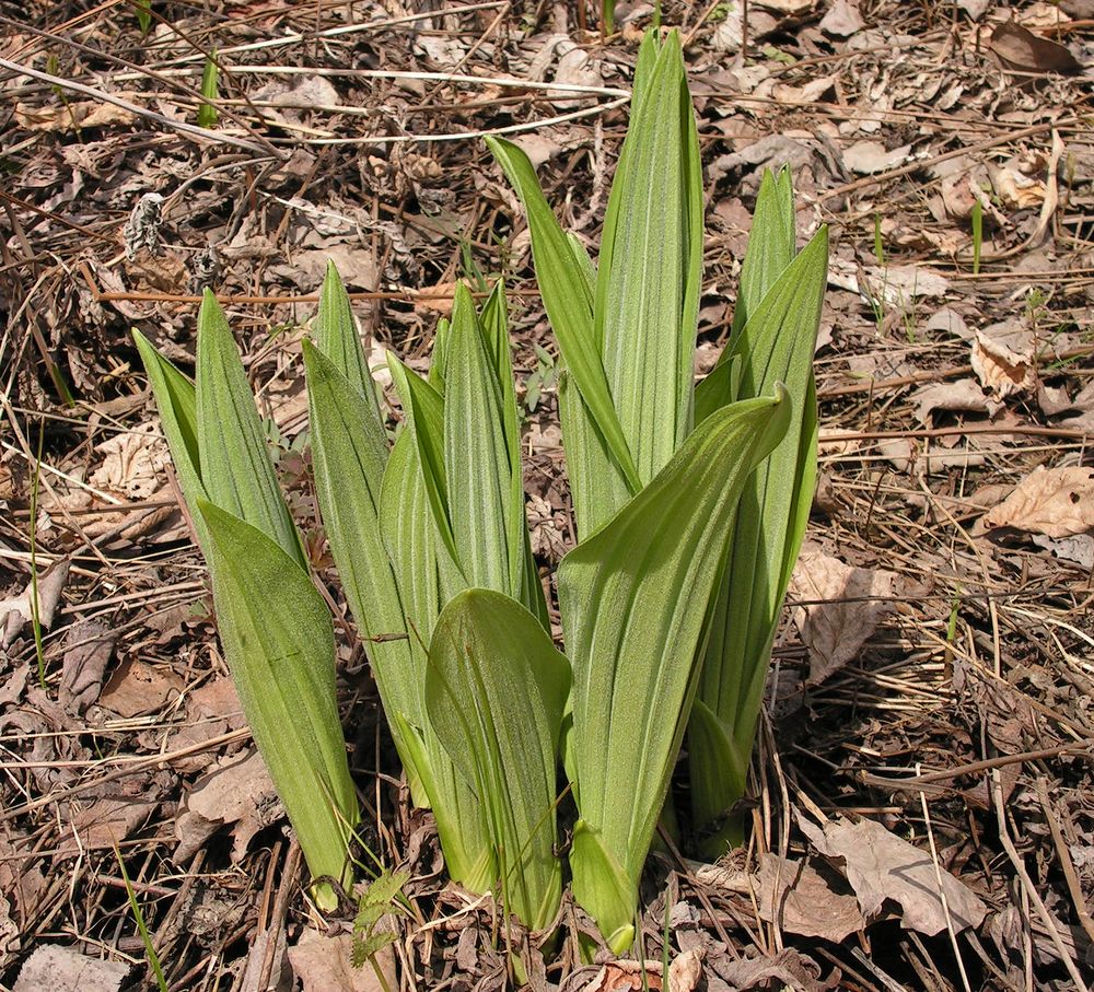 Изображение особи Veratrum dahuricum.