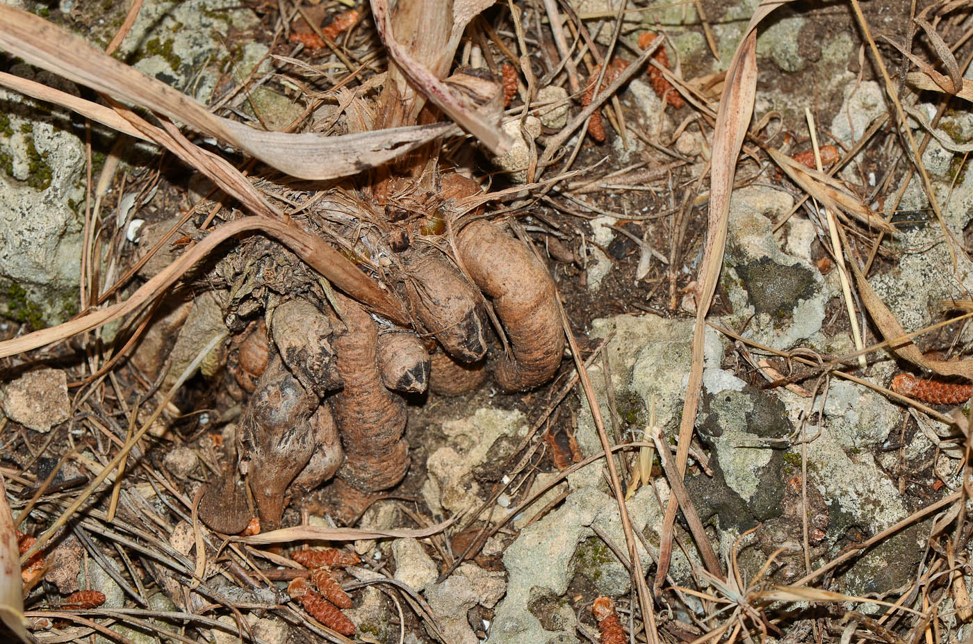 Image of Asphodelus ramosus specimen.