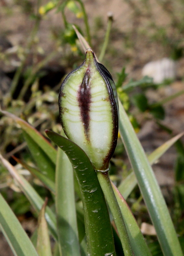 Image of Tulipa tarda specimen.