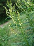 Astragalus galegiformis. Верхняя часть цветущего растения. Ставропольский край, г. Кисловодск, дорога на Малое Седло, на высоте около 1030 м н.у.м., лужайка на склоне (43°53′56,74″ с.ш., 42°44′53,27″ в.д.). 04.06.2014.