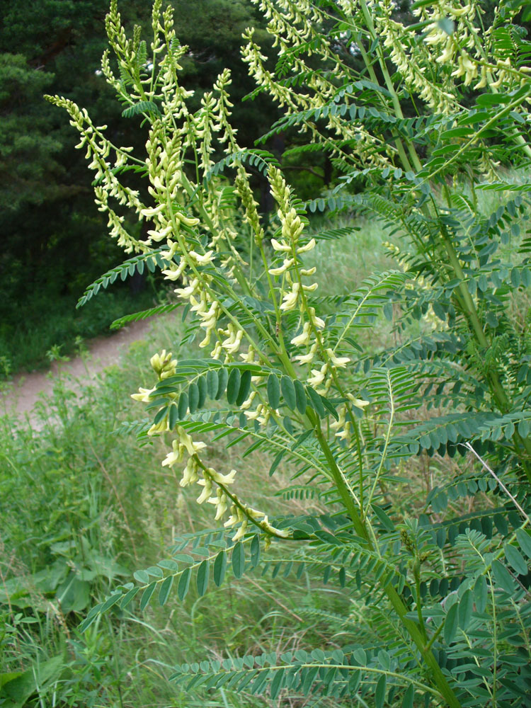 Изображение особи Astragalus galegiformis.