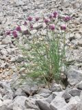 Allium nathaliae. Цветущие растения. Горный Крым, южный склон Чатырдага. 16 июня 2014 г.