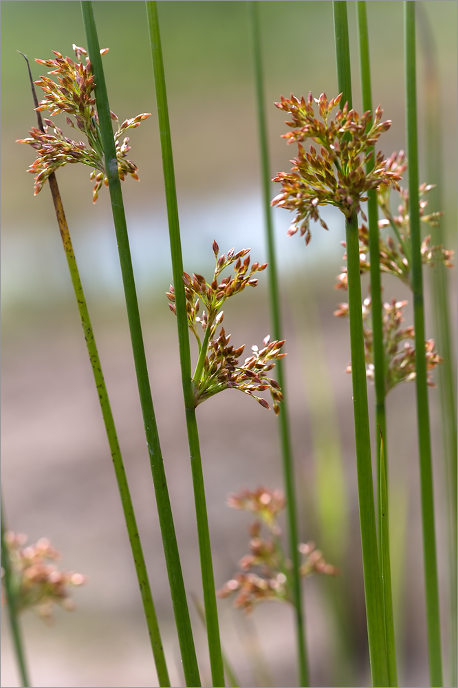 Изображение особи Juncus effusus.