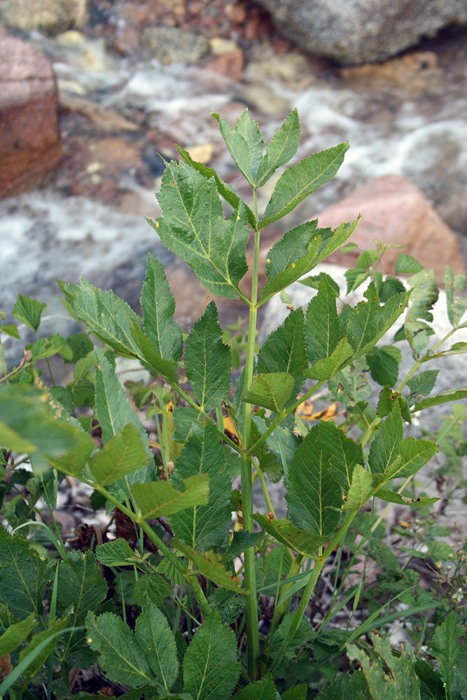 Image of Archangelica tschimganica specimen.