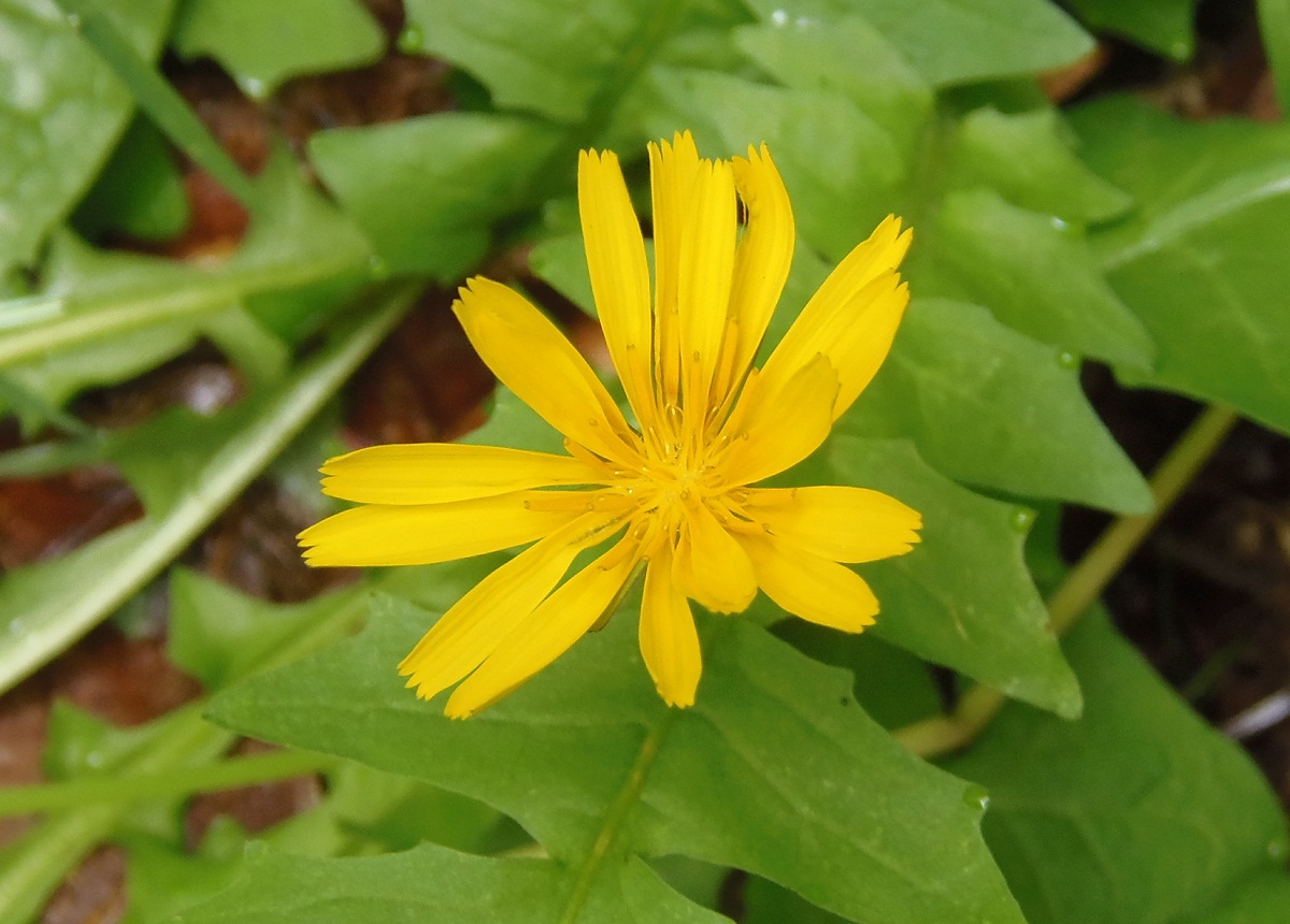 Image of Aposeris foetida specimen.