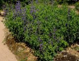 Baptisia australis