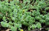 Sedum acre