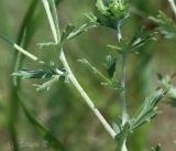 Potentilla argentea