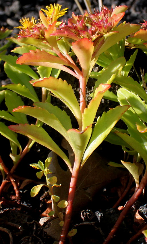 Image of Aizopsis kamtschatica specimen.