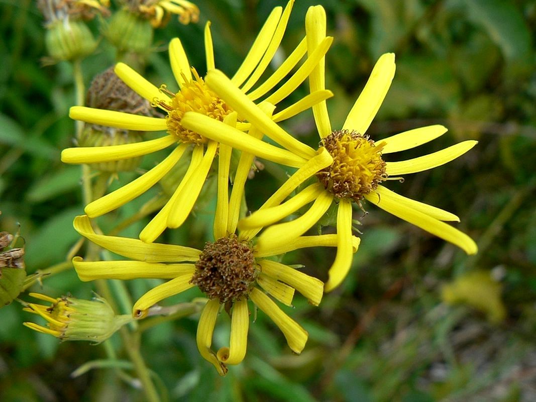 Изображение особи Senecio paludosus.