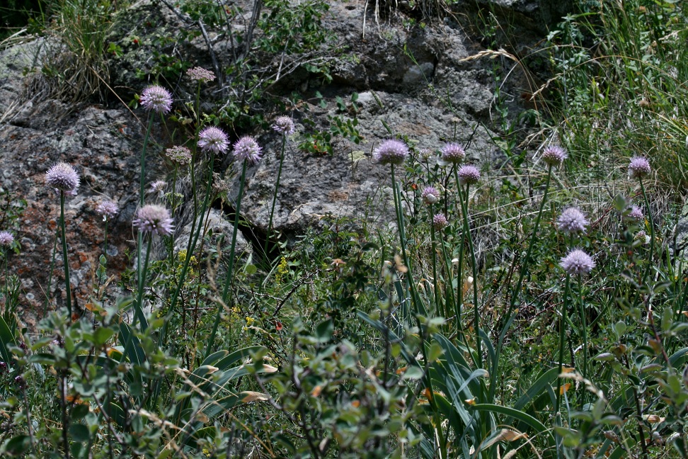 Image of Allium carolinianum specimen.