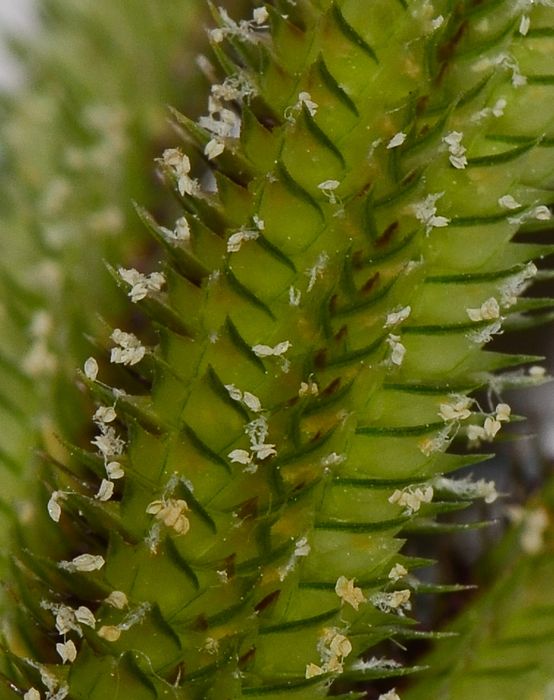 Изображение особи Dactyloctenium aegyptium.