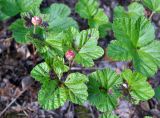 Rubus chamaemorus. Растения с созревающими плодами. Соловецкие острова, остров Большой Соловецкий. 08.07.2014.