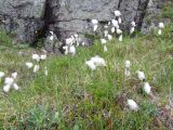 Eriophorum angustifolium. Плодоносящие растения. Кольский полуостров, Восточный Мурман, пос. Дальние Зеленцы, мыс Аварийный. 30.07.2009.