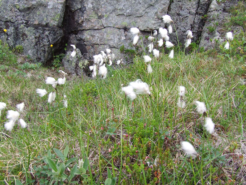 Изображение особи Eriophorum angustifolium.