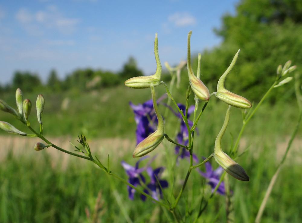 Image of Delphinium consolida specimen.