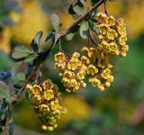 Berberis vulgaris форма atropurpurea. Часть ветви с соцветиями. Московская обл., Раменский р-н, окр. дер. Хрипань, садовый участок. 25.05.2014.