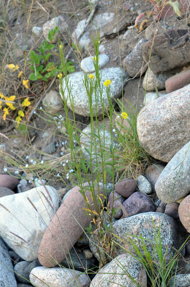 Image of Erysimum hieraciifolium specimen.