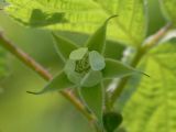 Rubus komarovii