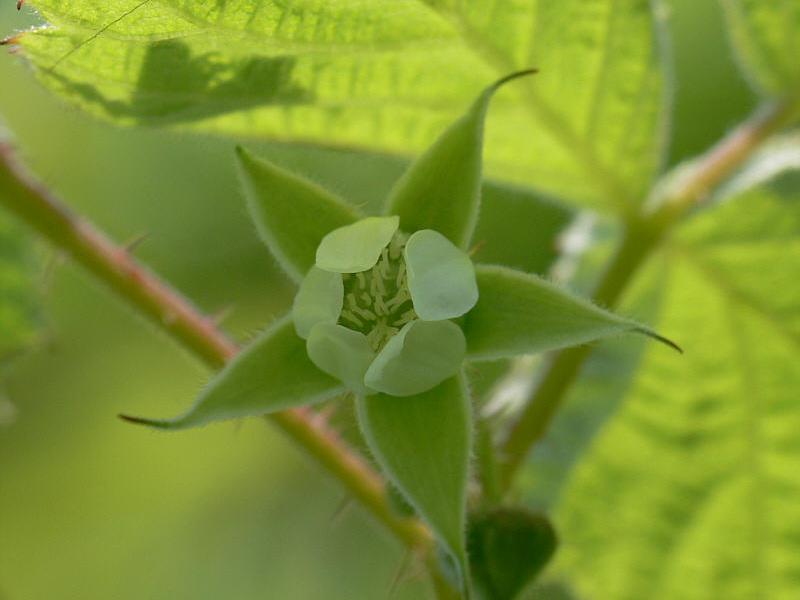 Изображение особи Rubus komarovii.