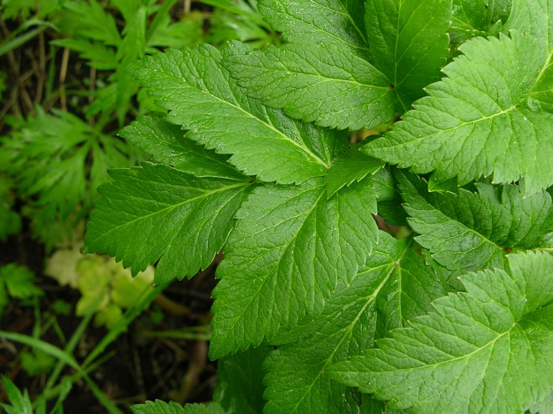 Изображение особи Coelopleurum gmelinii.